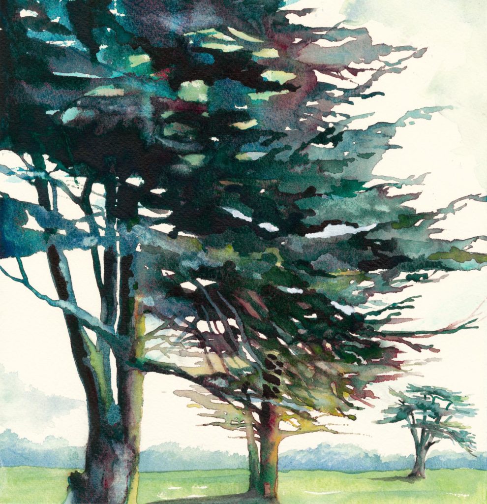 Butleight Cedars an Original Print by Jackie Henderson
